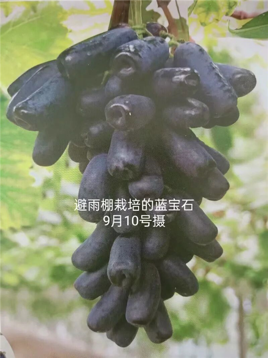 安徽淮南寿县蓝宝石葡萄苗批发 