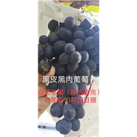 安徽淮南寿县黑皮黑肉葡萄苗批发基地 