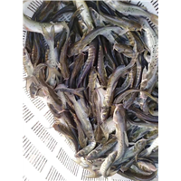 柳州叉尾鱼苗批发