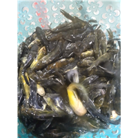 玉林鱼苗批发黄骨鱼苗 
