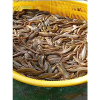 塘角鱼苗全国批发 