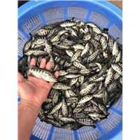 淡水石班贺州鱼苗批发 
