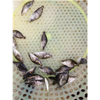 百色鱼苗批发桂花鱼苗 