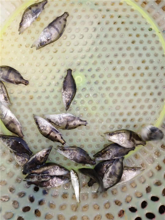百色鱼苗批发桂花鱼苗 