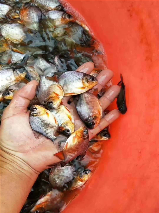 崇左鱼苗批发淡水白鲳 