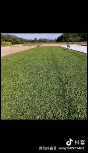佛山马尼拉草 
