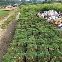 佛山草皮基地