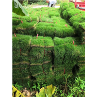 佛山老鹰草皮基地