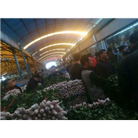 广州鲜花批发1
