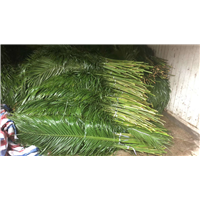 广州鲜花批发8