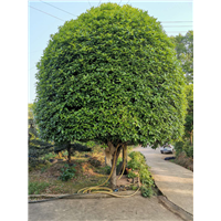 供应桂花树 