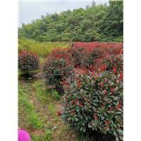 红叶石楠批发价格 