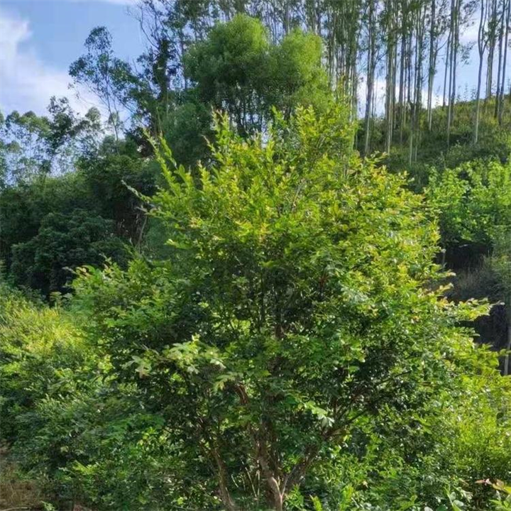辽宁红妃嘉宝果苗报价红妃嘉宝果苗种植费用 