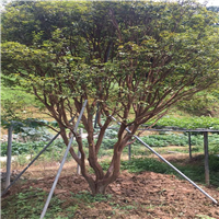 苏州四季嘉宝果苗种植基地大量出售 