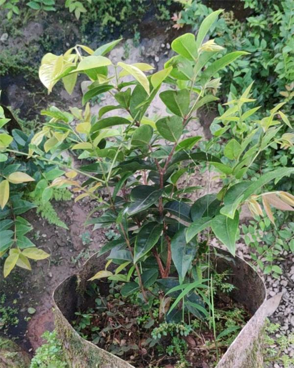 重庆沙巴嘉宝果苗种植技巧 
