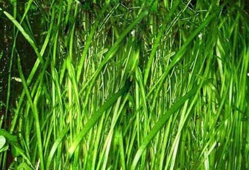黄骅苦草种植基地 