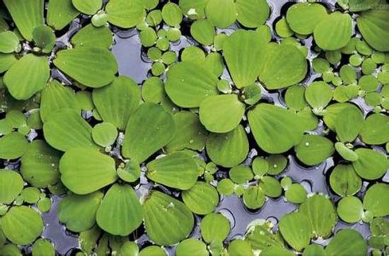秦皇岛水生植物价格 