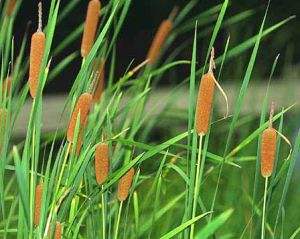 沧州香蒲苗质量 
