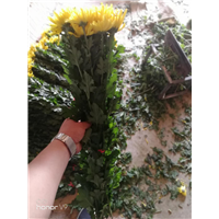 广州鲜花批发7