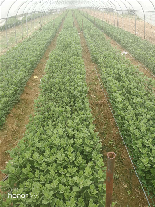广州鲜花批发8