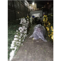 广州鲜花批发3