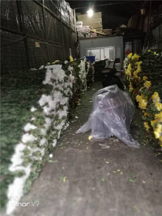 广州鲜花批发3