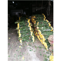 广州鲜花批发1