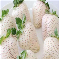 山东泰安白草莓种子种苗批发基地 