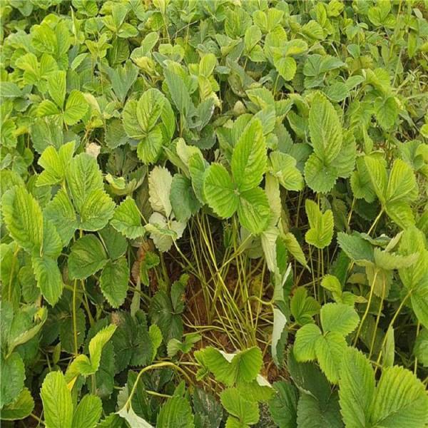 山东泰安高产草莓苗批发基地 