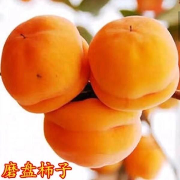 山东泰安柿子苗批发基地 