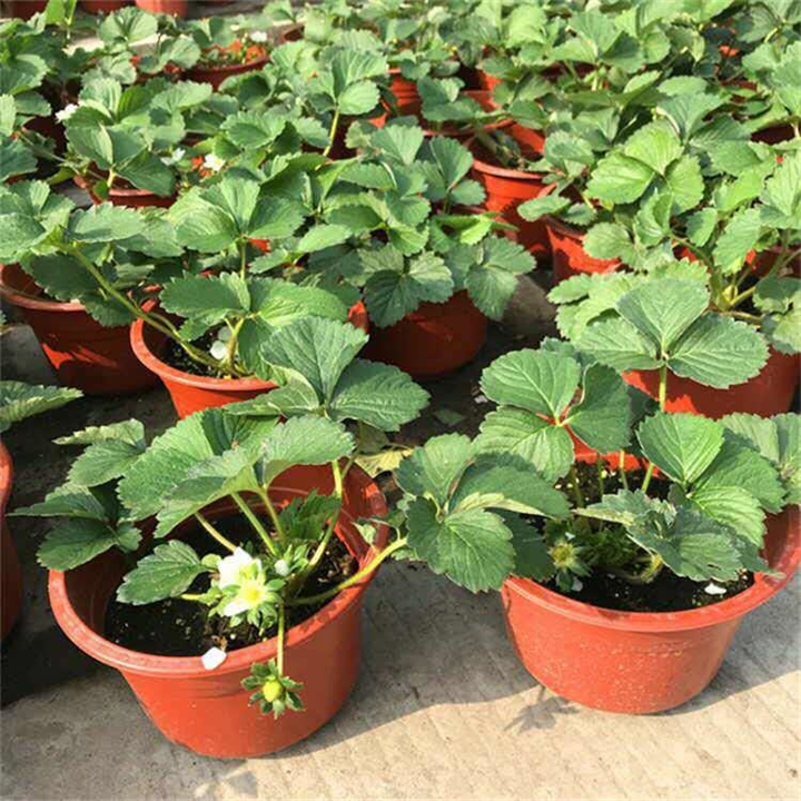 山东泰安甜查理草莓苗批发基地 