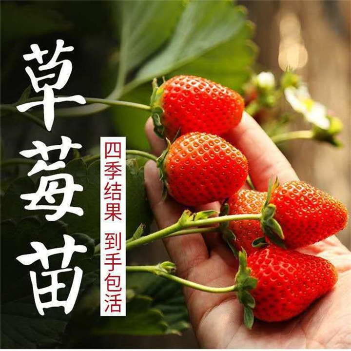山东泰安红颜草莓苗批发基地 