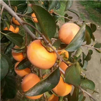 山东泰安早秋柿子苗批发基地 