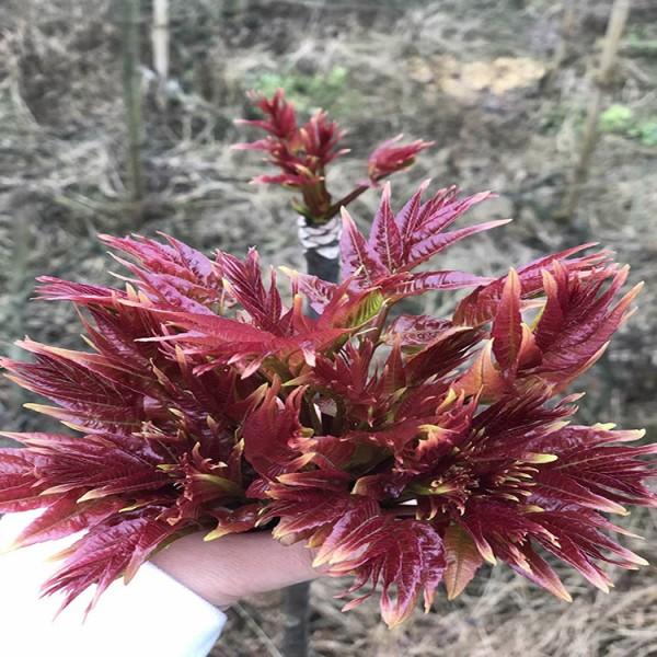 山东泰安香椿占地苗批发基地 