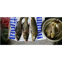 野生鱼2