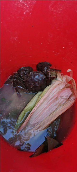 河蟹 