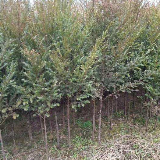 江西九江10公分红豆杉基地直销各种规格齐全现挖现货 