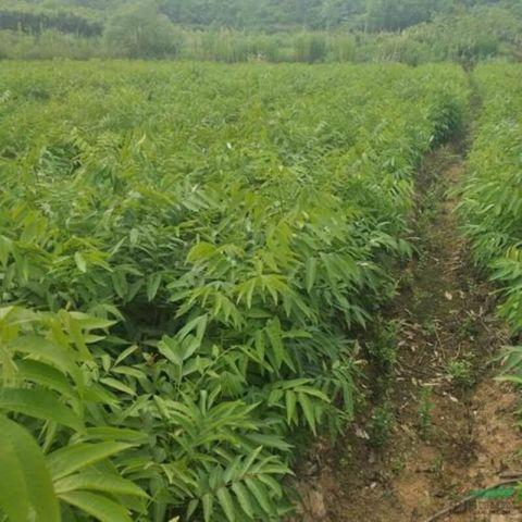 江西九江1米高无患子小苗批发基地成活率高现货 