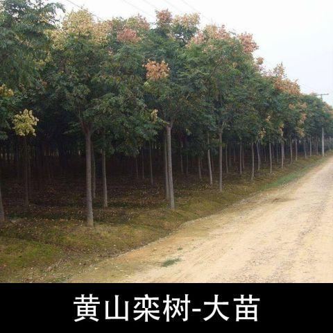 江西九江25公分栾树价格25公分栾树批发现货适应性强 