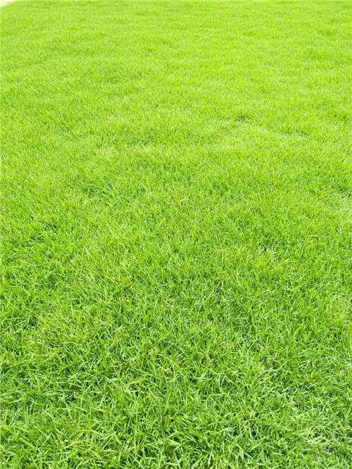 湖南永州台湾草基地批发价格 