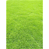 广西台湾草基地批发价格
