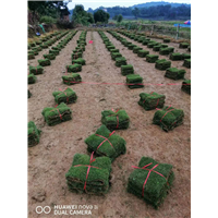 湖南马尼拉草皮批发基地价格 