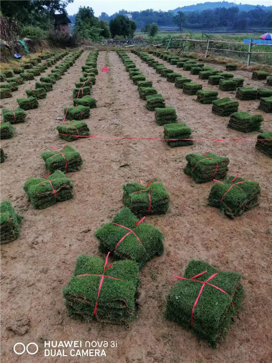 江西草坪基地批发价格 