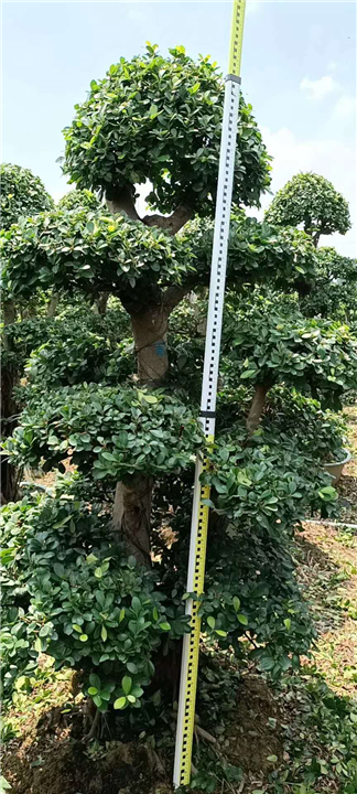 造型金钱榕价钱 