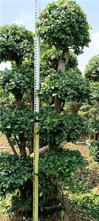 造型火山榕销售电话