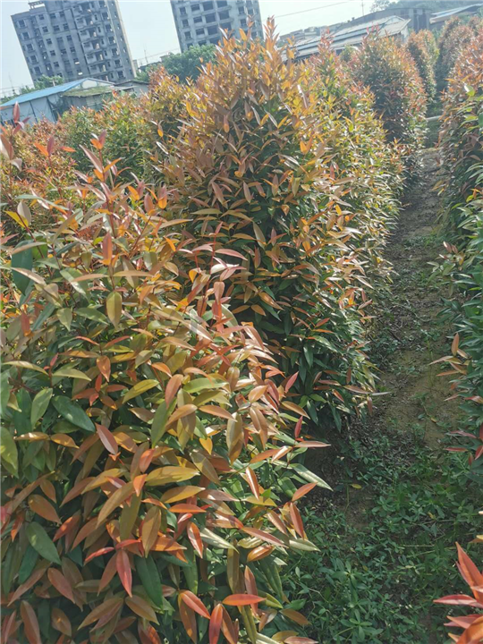 广东佛山红车种植基地 