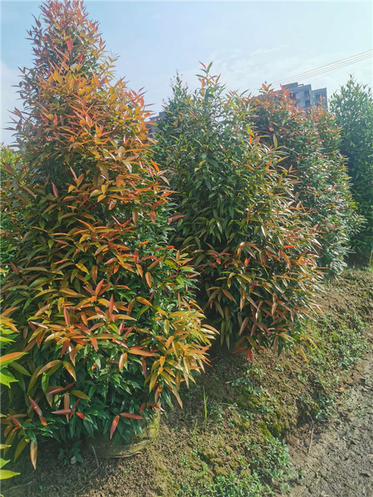 广东1米2红车报价 