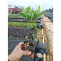 广东东莞高18厘米毛杜鹃批发