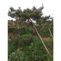 黑松苗 