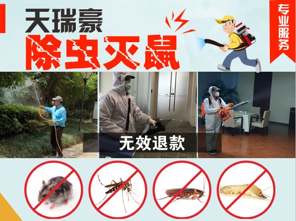 成都餐饮店快速灭老鼠哪里实惠 